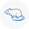 Rat Control Ringwood