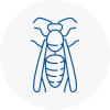 Ringwood Wasp Nest Removal